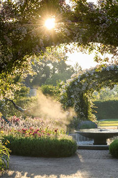 Roses in flower at RHS Wisley Gardens