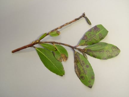Elsinoe leaf spot