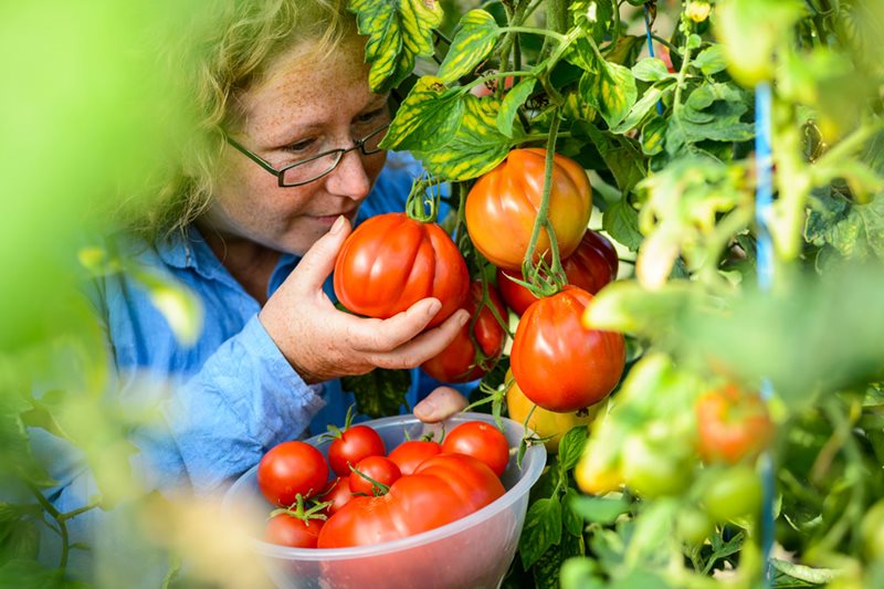 Community gardener growing tomatoes