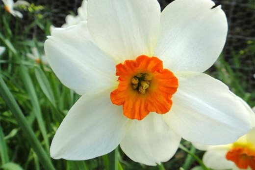 Narcissus 'Pera'