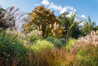 Grasses at RHS Wisley in the Grass Garden
