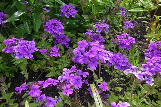 Glandularia 'Homestead Purple'