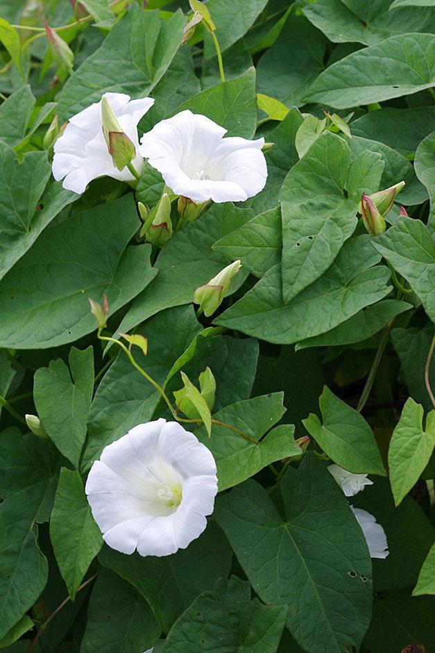The twining stems, leaves and white trumpet flowers of hedge bindweed