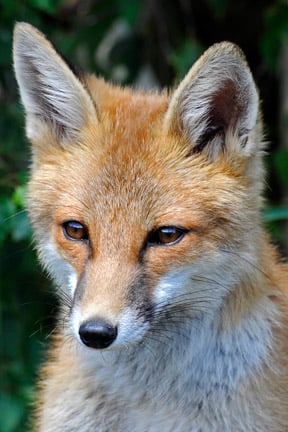 A young fox. Credit RHS/Mike Ballard.