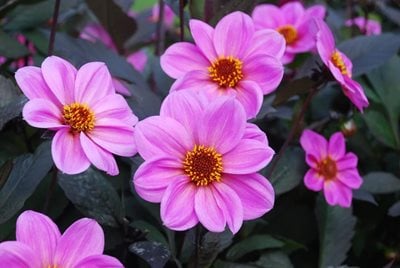  Dahlia Happy Single Juliet
