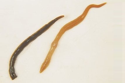 New Zealand and Australian flatworms