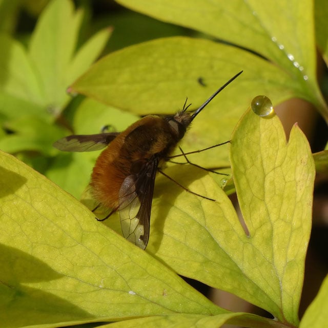 Dark-edged bee-fly resting on a leaf © Helen Bostock