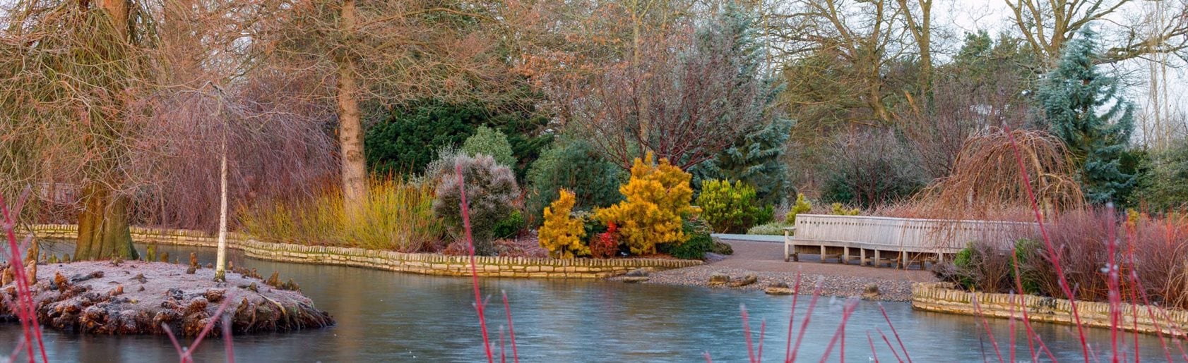 photograph of the garden