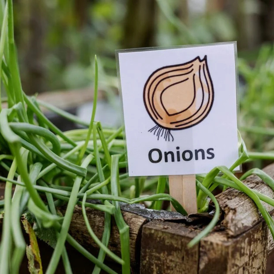 Onions growing in a raised bed
