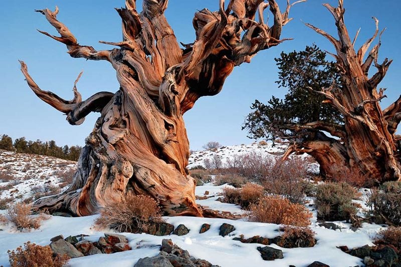 Pinus longaeva - Bristlecone pine