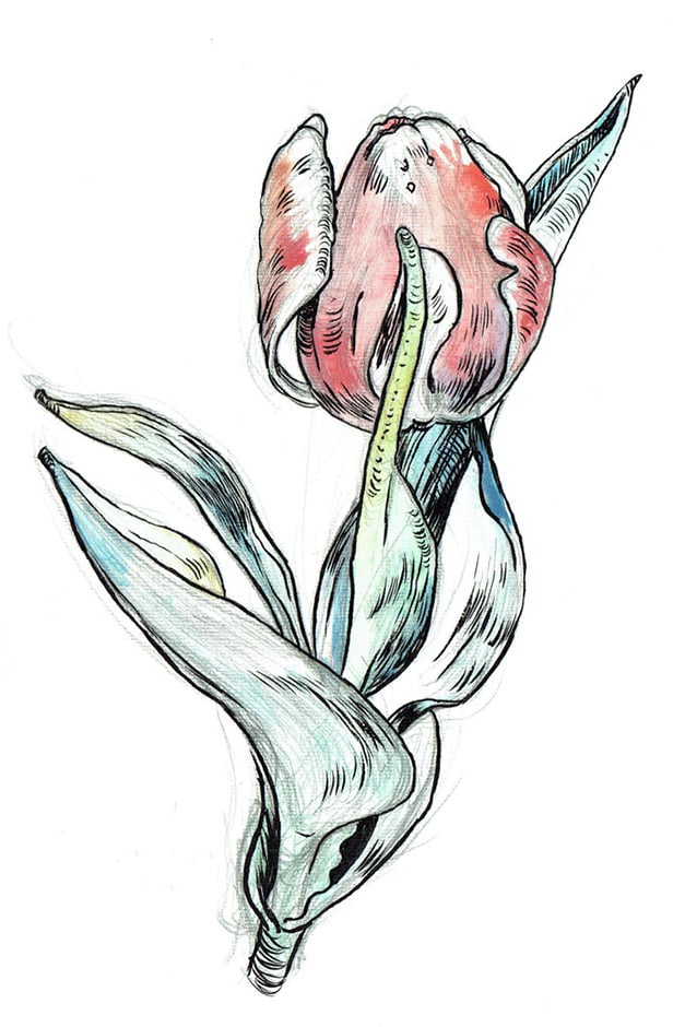 Tulipa agenesis artwork