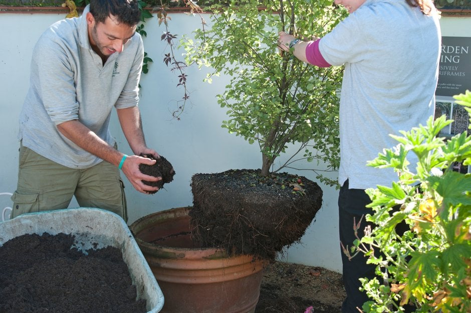 Gardeners in the process of repotting a Pittosporum – adding new compost to the bottom of the pot.