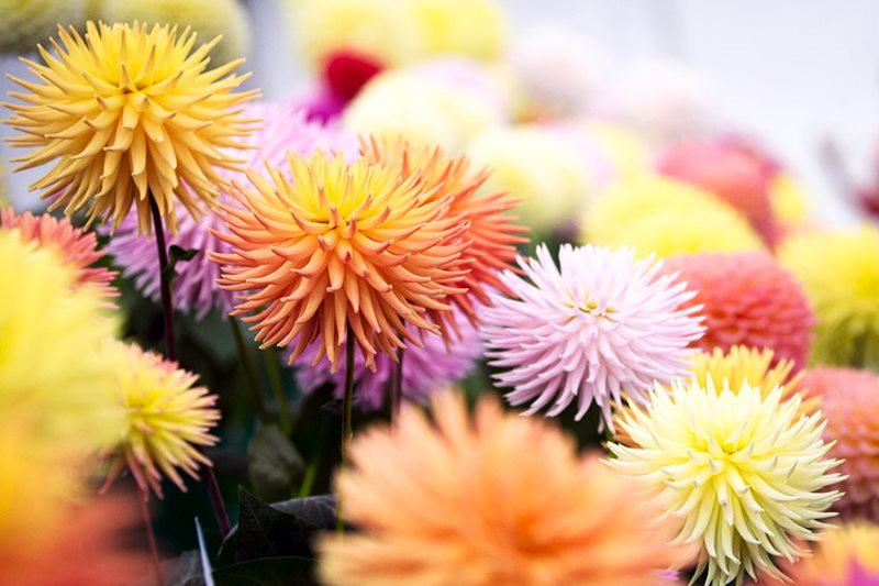 A selection of colourful dahlias