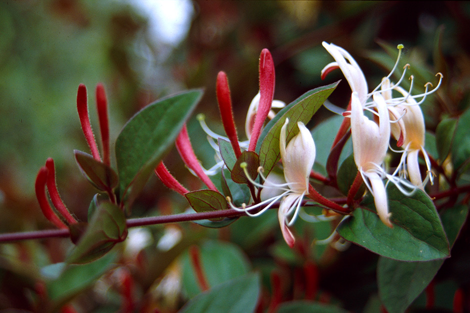 10 award-winning honeysuckles / RHS Gardening