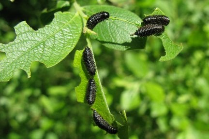 Willow leaf beetle larvae (<EM>Gonioctena viminalis</EM>)