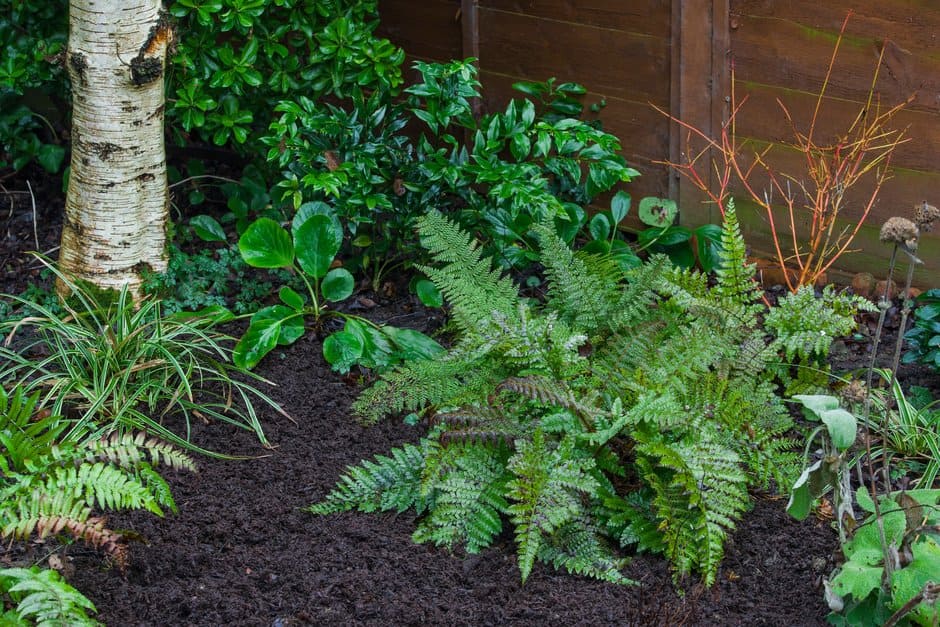 Mulching annually with a layer at least 5cm (2in) deep keeps soil, and the plants growing in it, healthy