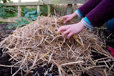 Protecting plants with straw