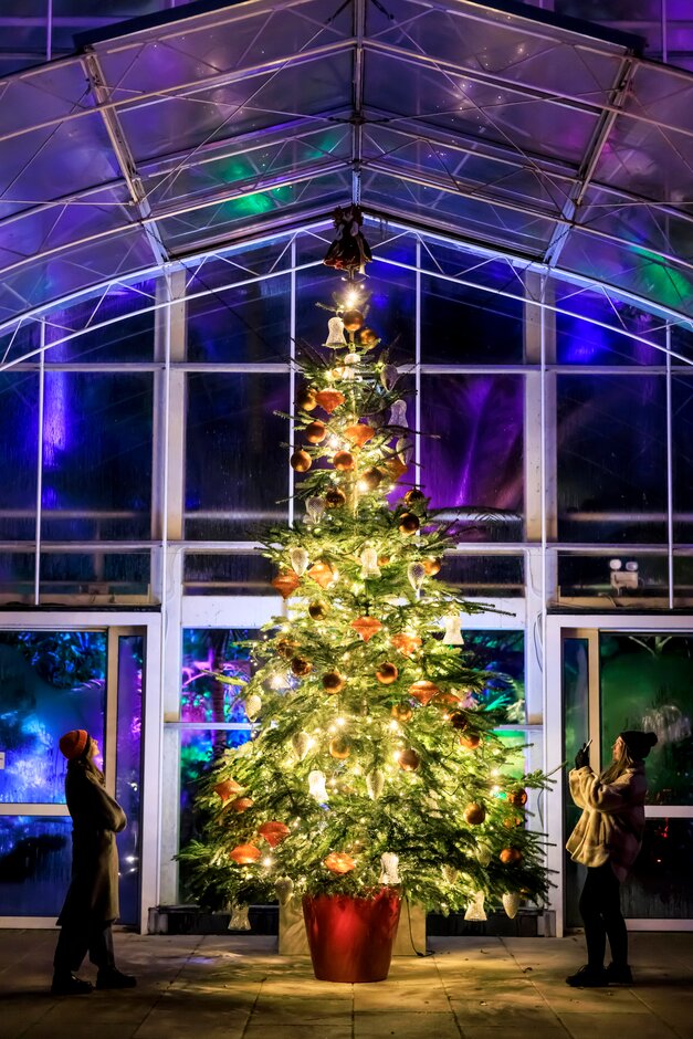 Christmas tree at Wisley at night