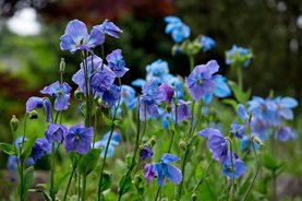 Harlow Carr's meconopsis trial