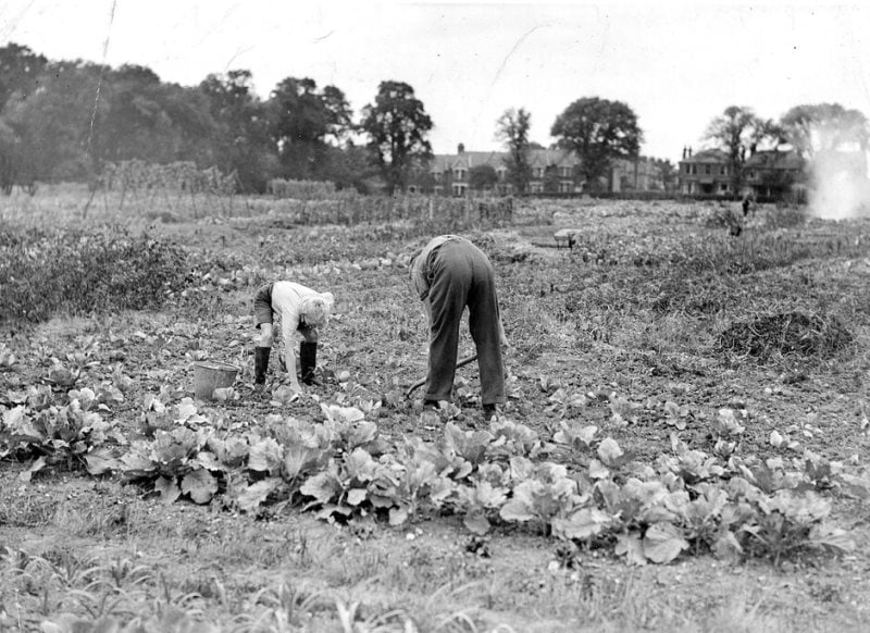 Valentines Park, Ilford about 1947, Dig for Victory