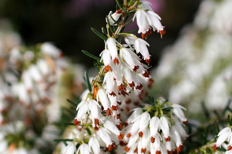 Graham Rice choose 10 of his favourite winterflowering shrubs / RHS