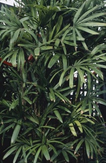 Golden Cane Palm Has Black Spots