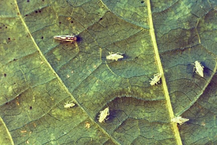 Glasshouse leafhopper (<i>Hauptidia maroccana</i>). Credit: RHS/Entomology.