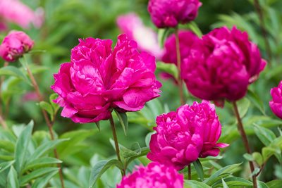 Magenta peony flowerheads against lush green foliage