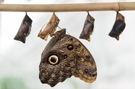 A Giant Owl butterfly emerges from its pupa