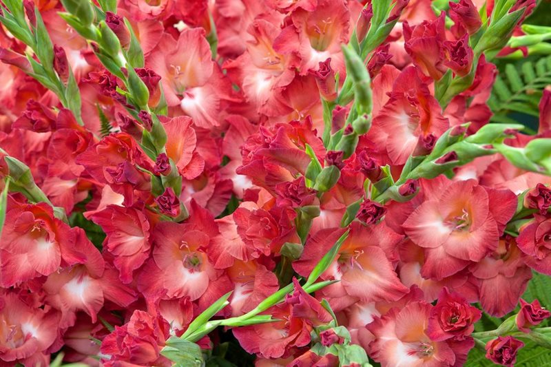 Gladiolus 'Indian Summer'