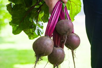 Grow your own beetroot