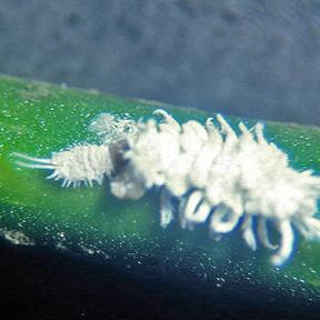 Mealybug ladybird (<EM>Cryptolaemus montrouzieri</EM>) on the right with its prey, a mealybug, on the left.