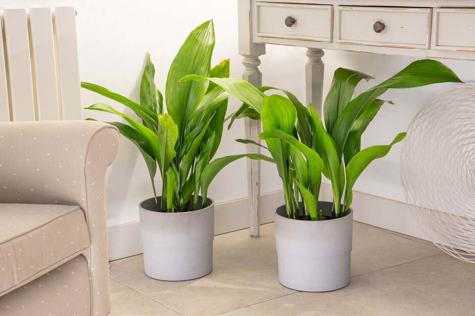 Discover aspidistras