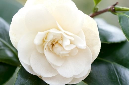 Click to enlarge: Camellia japonica 'Nobilissima'