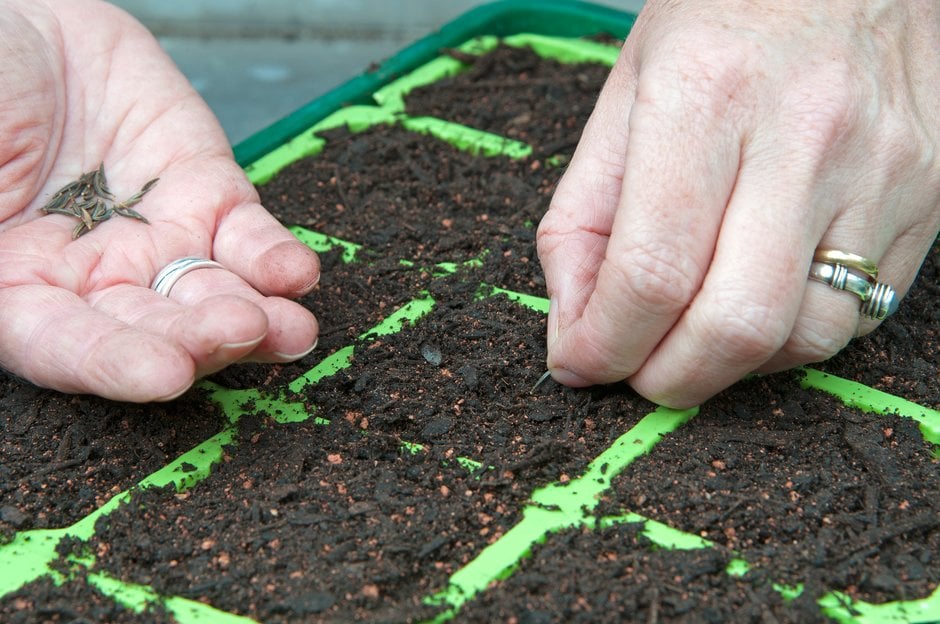 Sowing cosmos seeds into modules filled with peat-free seed and cutting compost