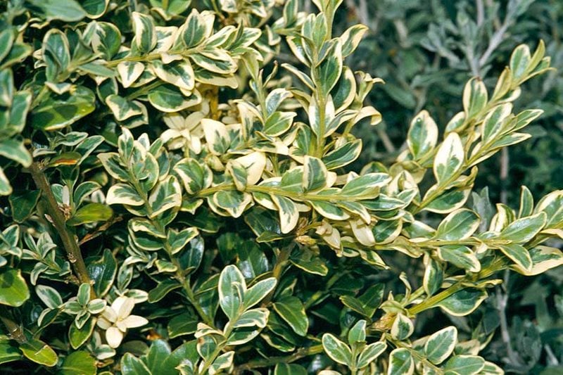 Buxus sempervirens Elegantissima