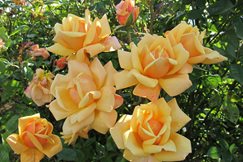 Rosa Orange Blossom Special