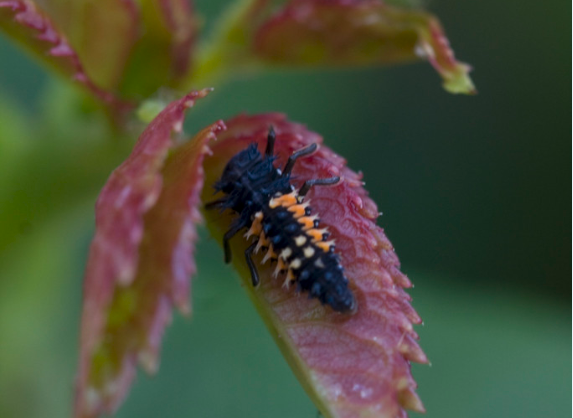 A ladybird larva 