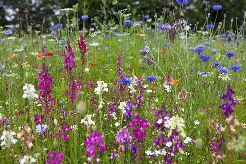 Wildflowers will attract lots of pollinators