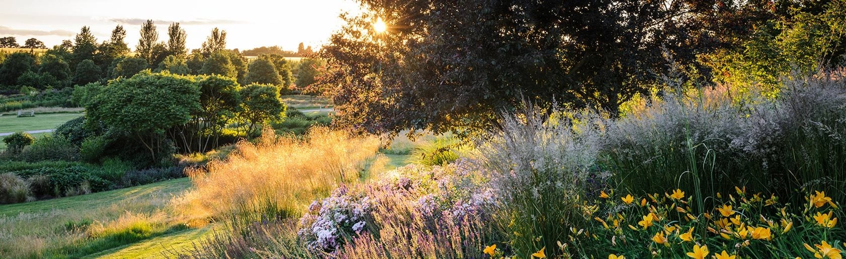 photograph of the garden