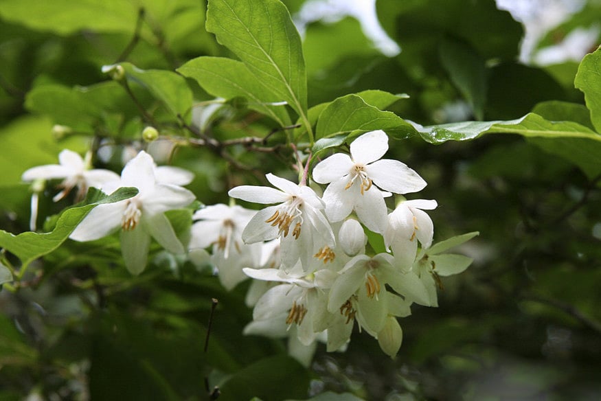 Styrax japonicus