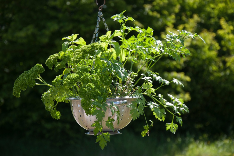 Flat-leaf and curled parsley growing in a colander hanging basket