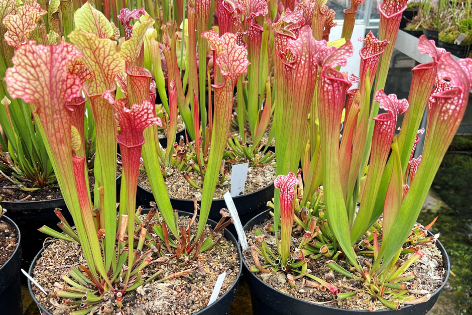 Peat-free case studies: Hampshire Carnivorous Plants / RHS Gardening