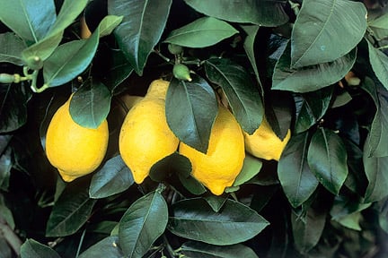 Lemons shown at Tatton Park Flower Show 2003