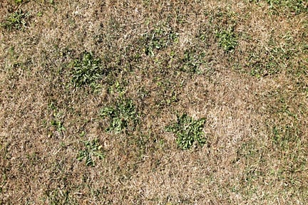 Drought can cause temporary brown patches in a lawn  (photo by Neil Hepworth/RHS)