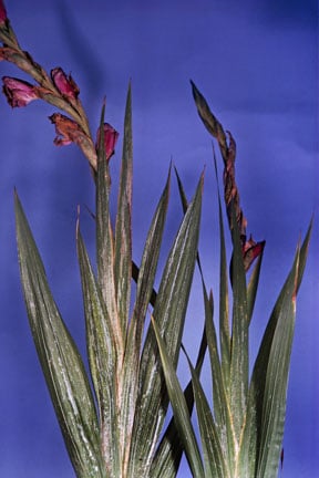 Gladiolus thrips (<i>Thrips simplex</i>) on gladiolus