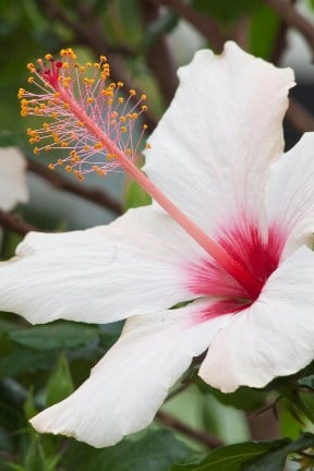 Hibiscus rosa-sinensis 'Apple Blossom' RHS/Carol Sheppard