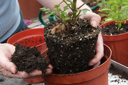 potting on