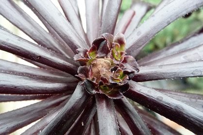 Aeonium 'Zwartkop' AGM showing scar and buds forming rosettes