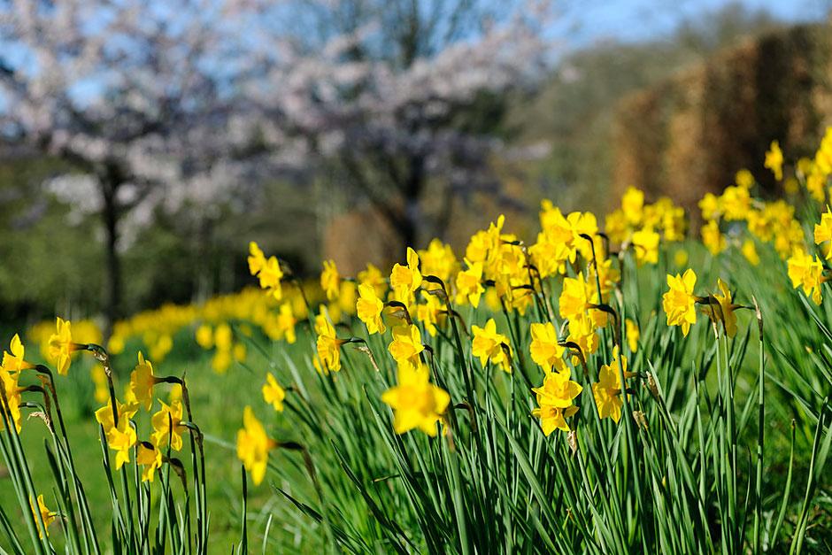 Narcissus 'Rosemoor Gold'